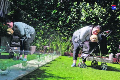 Carros y coches para animales con movilidad reducida