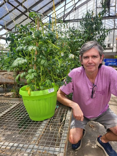 Crean papas que no se oxidan: no se pone café después de cortarla