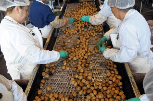 El sabor y color claro de las nueces nacionales son elementos altamente valorados en el exterior.