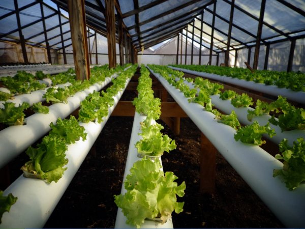 La empresa produce cerca de diez mil unidades de lechuga al mes.