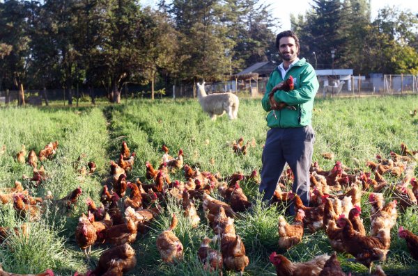 "Nos preocupa el bienestar de las gallinas", recalca Albarrán.