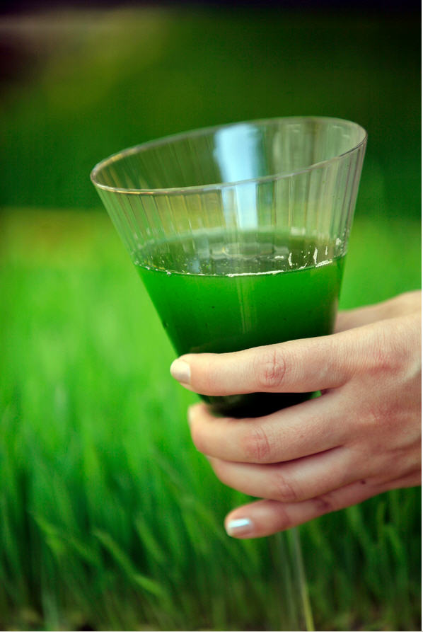 Así se consume el wheatgrass, como un jugo que tiene cualidades purificantes y desintoxicantes, entre otras.  