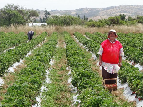 Los productores aprendieron de uso de fertilizantes.