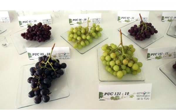 En los próximos años se espera tener siete nuevas variedades de uvas de mesa.