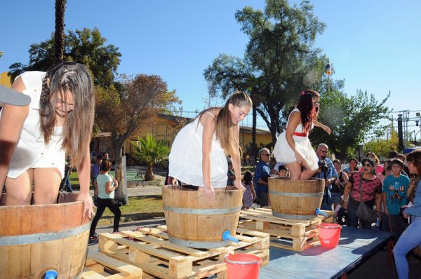 Las candidatas a reina en plena faena viñatera.