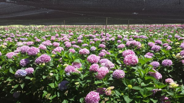 Las hortensias son muy apreciadas en el exterior.