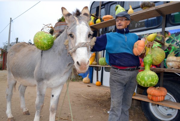 "Yo vendo calabazas y zapallos de diversas formas, colores y tamaños", explica Luis Villalón.