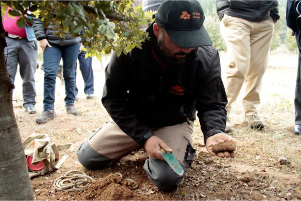 Chile cuenta hoy con cerca de 400 hectáreas dedicadas a las trufas.