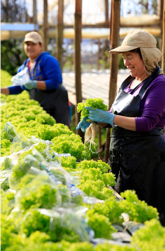 Gracias a sus instalaciones, durante todo el año hay producción de hortalizas.