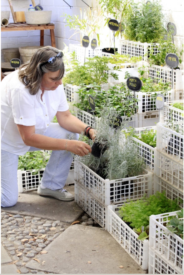 Gisselle tiene en su local una amplia variedad de
hierbas culinarias y para infusiones.