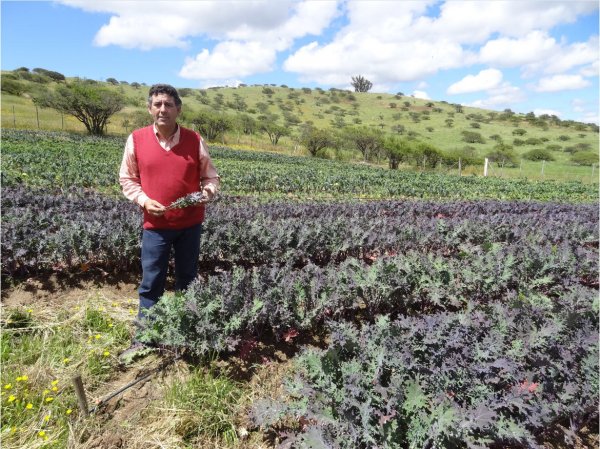 Fernández partió con la plantación de esta hortaliza a mediados del 2015.