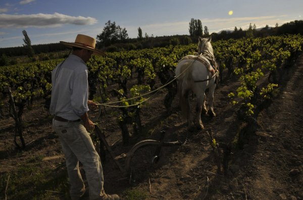 Todos los campos de la viña están certificados como orgánicos.