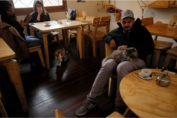 Clientes y gatos están felices con la innovadora
experiencia.