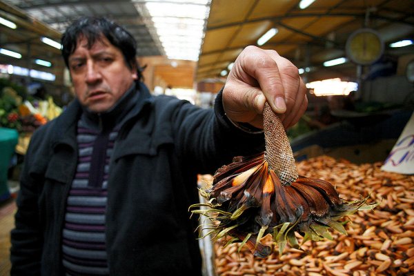 Los piñones se ofrecen a público en el mercado de Temuco.