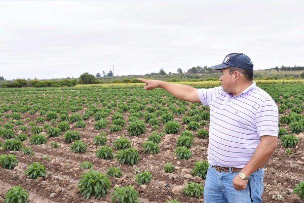 Se viene fuerte la cosecha del pepino dulce, anticipa Jorge Campos.