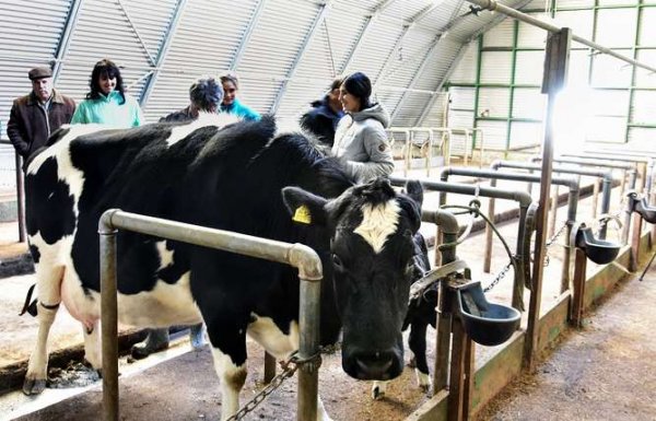 Hay como 120 vacas para abastecer todo Punta Arenas.