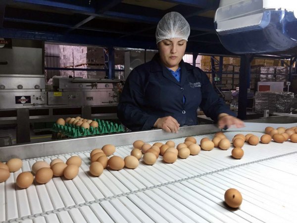 La venta de huevos de gallina libre se duplicó en un año.