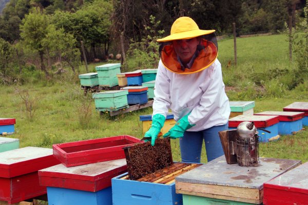 Marcia Vilches creó la empresa Colmenares Apimar.