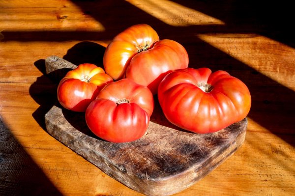 El tomate angolino saldrá a la venta masiva con sello de origen.