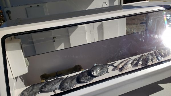 Esta vitrina transparente aísla el pescado de contaminantes externos.