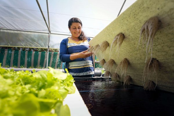 Leslie cuenta que uno de sus proyectos es incorporar paneles solares en el invernadero.