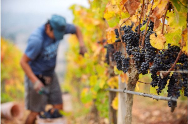 La cercanía al mar de los viñedos es un factor de gran influencia en estos vinos.