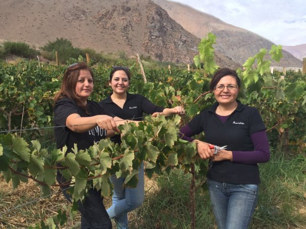 Las hermanas Lady, Sandra y Cecilia Ramírez, de
viña Armidita, son las únicas mujeres destiladoras.