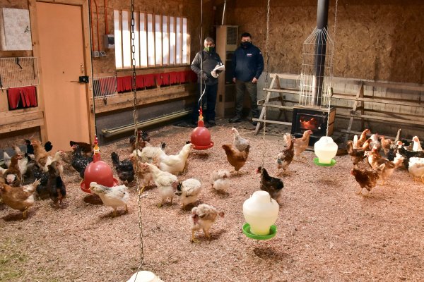 Las gallinas merodean felices porque el galpón es un espacio cómodo.