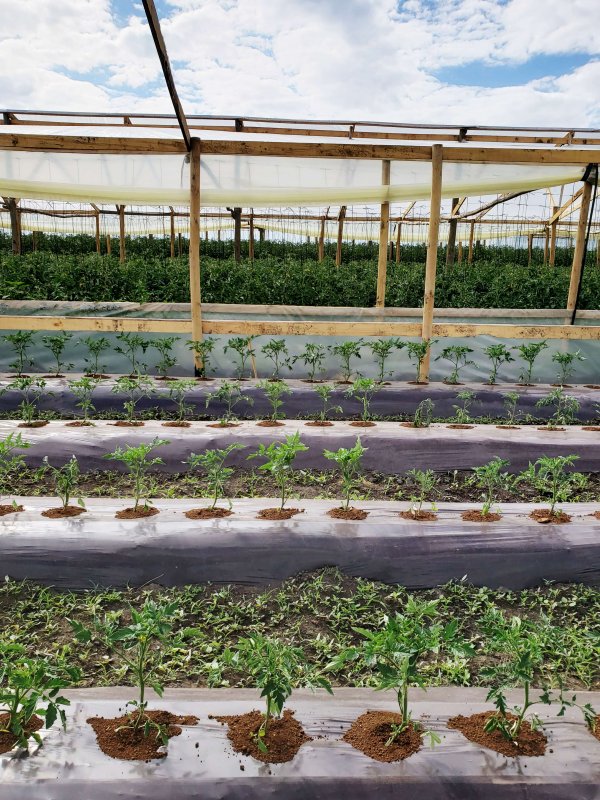 Con este nuevo método, los Durán Retamal pueden tener más control sobre las plantaciones.