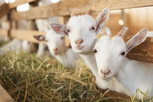 Los animalitos solo se alimentan con pasto.