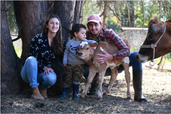 El recorrido de Camila Rebolledo y Diego Domínguez partió con la vaca Jacinta.