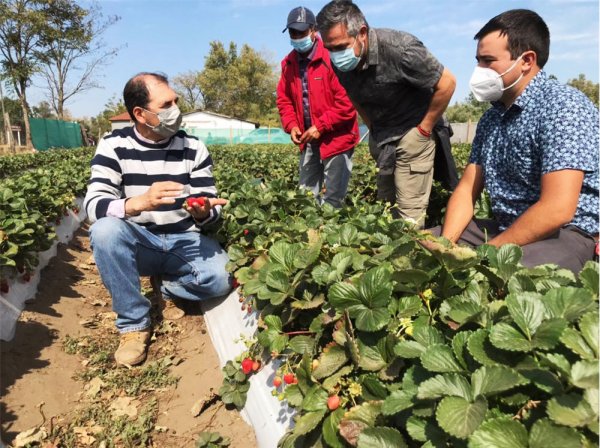 Las nuevas variedades pueden producir frutos por hasta ocho meses.