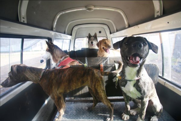 Los vehículos tienen cinturones de seguridad especiales para los perros.