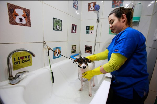 El servicio de baño y corte completo cuesta $18.000 para perros de hasta diez kilos.