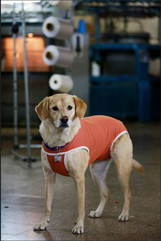 Los bodies para perros son ahora la especialidad
de la empresa textil.