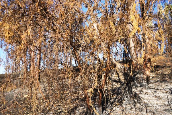 Hay unos 700 productores de uva afectados en Itata, Región de Ñuble.