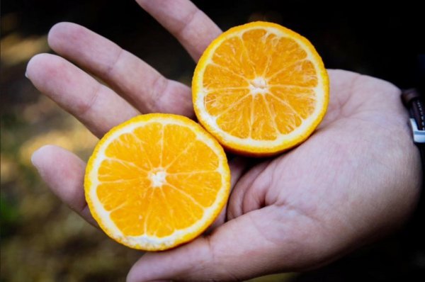 Esta mandarina es "tempranera", se cosecha a partir del mes de abril.