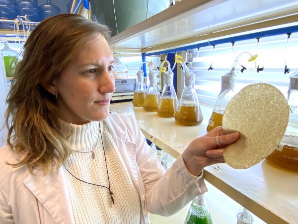 El papel bioactivo algal frena el proceso de descomposición bacteriana