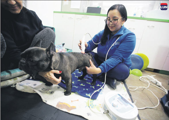 Esta es una de las razas de perros
más propensa a desarrollar hernias, que se pueden tratar con fisioterapia o acupuntura.