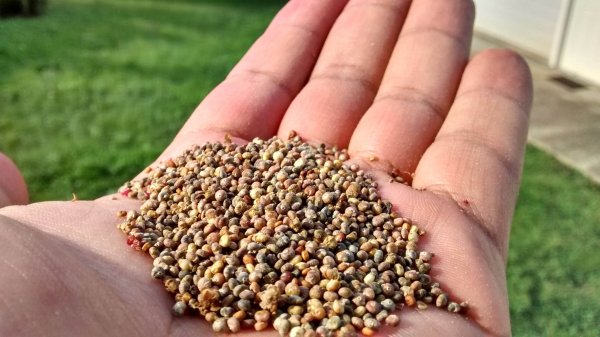 Un punto fuerte de la quinoa es que no requiere de mucho riego.