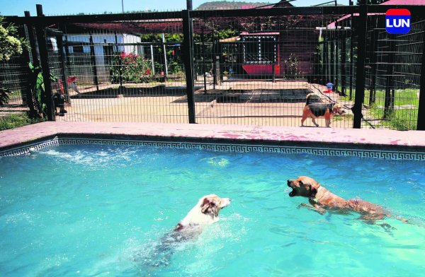 Cerca del 80% de los perros que llegan a Casa Cuore son huéspedes habituales.